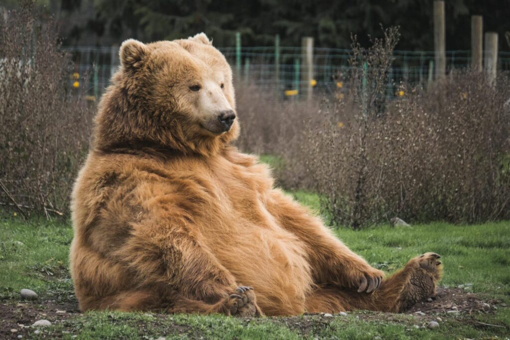 Large bear sitting in grass within a farm field